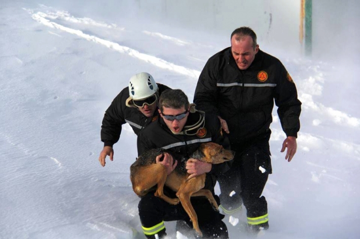 ლაგოდეხის რაიონში, კაბალის ხეობაში თოვლში ჩარჩენილი სასიკვდილოდ განწირული ძაღლი მაშველებმა იხსნეს