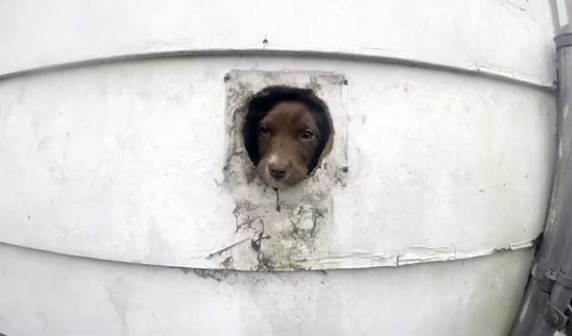 ძაღლი თავის ლეკვებთან ერთად რამდენიმე დღე მიტოვებულ სახლში იყო ჩაკეტილი. მათ სიკვდილი ელოდათ, რომ არა... (+ვიდეო)