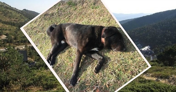 ბიჭმა მთებში იპოვა ცოცხალ-მკვდარი ძაღლი, რომელსაც საყელურზე ტელეფონის ნომერი ეწერა