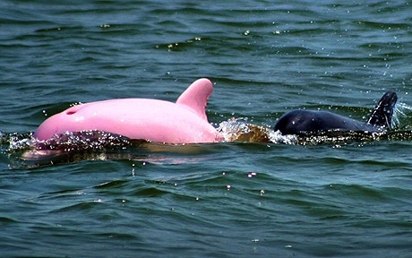 იშვიათი მოვლენა: ვარდისფერი შეფერილობის დელფინი (+ვიდეო)