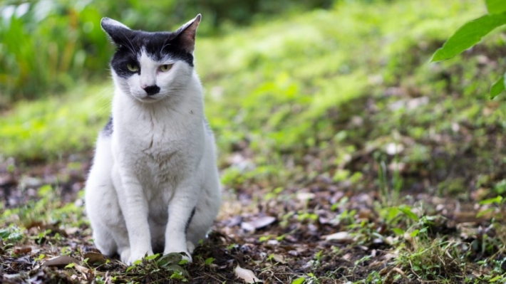 მეცნიერებმა დაადგინეს, თუ რატომ იბადებიან კატები ე.წ. ჰიტლერის იერით
