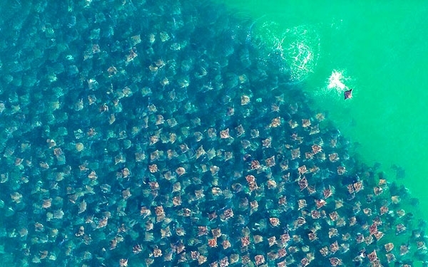 ადამიანს ასეთი რამ რომ ენახა ოკეანეში თავისი ნავის ქვეშ, შიშისაგან დამუნჯდებოდა! (+ფოტო & ვიდეო)