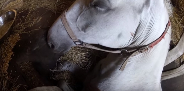 ფერმერი თავის ცხენს ეხვეწება, რომ არ მოკვდეს... (+ვიდეო)
