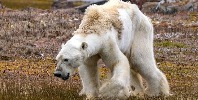 გადაშენდებიან თუ არა თეთრი დათვები, რომლებიც საკვებს უკვე ადამიანების მიერ დატოვებულ ნაგვის გროვებში ეძებენ