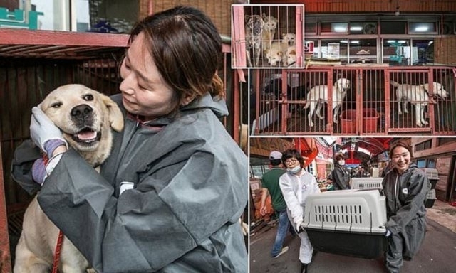 სასაკლაოდან გადარჩენილები: სამხრეთ კორეაში ყველაზე დიდი ძაღლის ხორცის ბაზარი დახურეს