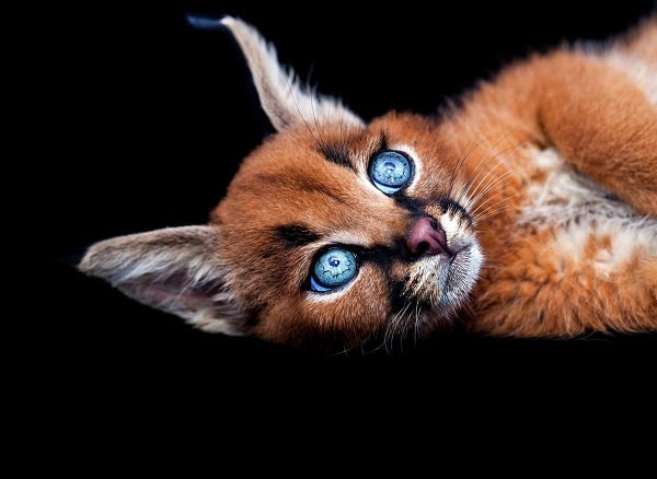 ფრთხილად! - კარაკალის ეს კნუტები გულს მხოლოდ ერთი მზერით იპყრობენ (+ფოტო)