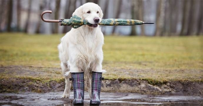 ძაღლის საწვიმარი და ამოტრიალებული ქოლგა: დავიცვათ ჩვენი მეგობრები წვიმისგან