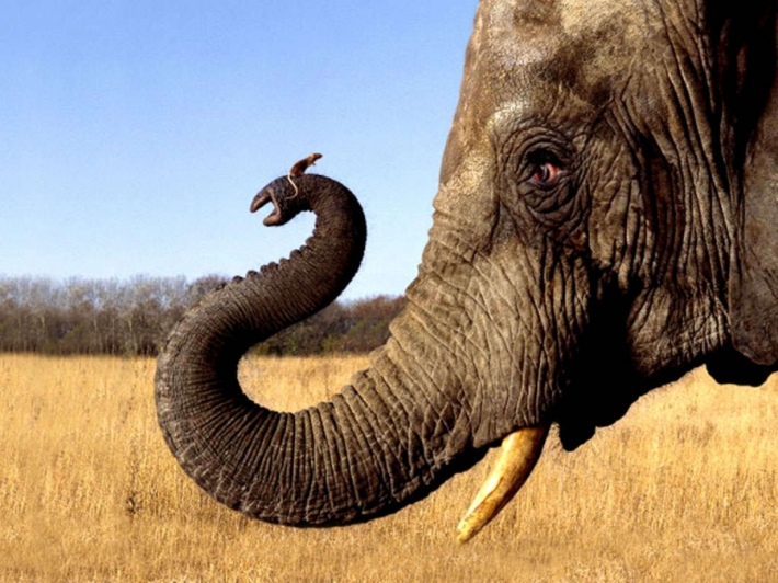 ეშინია თუ არა სინამდვილეში სპილოს თაგვის?