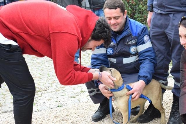 თბილისში მიუსაფარი ძაღლებისთვის საკვები აპარატები და სახლები დაიდგა