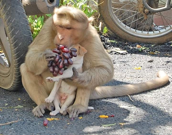 ასეთი მეგობრობა წარმოუდგენელი იყო - მაიმუნმა ლეკვი გადაარჩინა და "იშვილა"