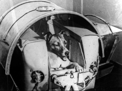 ძაღლები კოსმოსში - სასტიკი ექსპერიმენტი, თუ კაცობრიობისთვის მნიშვნელოვანი ნაბიჯები