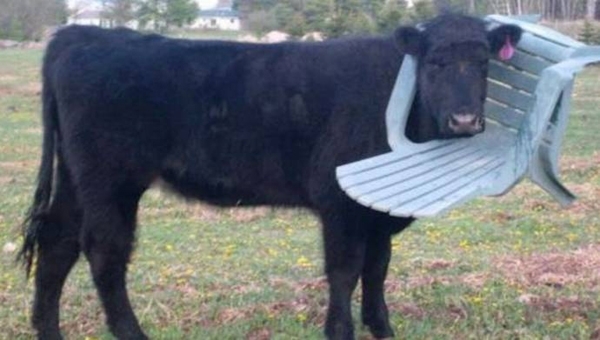 მაშველებმა გადაარჩინეს ძროხა, რომელსაც თავი პლასტმასის სკამში გაეჭედა