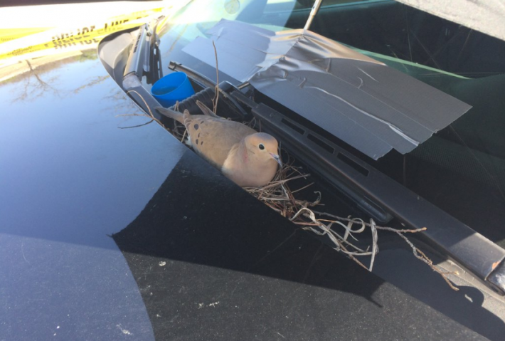 ჩიტი, რომელმაც ბუდე პოლიციის მანქანაში მოიწყო