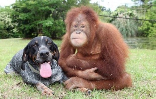 ძაღლები და მაიმუნები ადამიანს ისეთად ხედავენ, როგორიც ის სინამდვილეშია