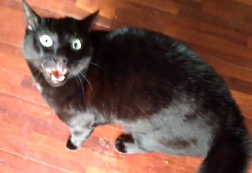 როგორია კატის რეაქცია, რომელმაც აღმოაჩინა, რომ პატრონი სხვა კატას მოეფერა (+ვიდეო)
