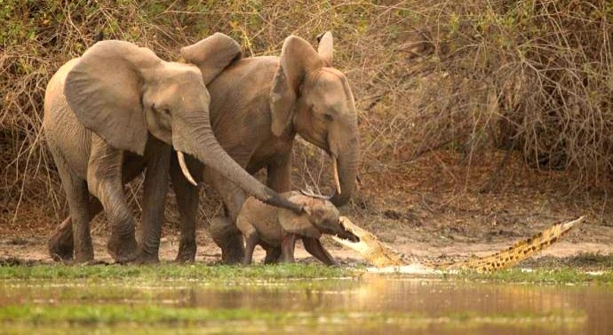 დედა სპილომ სპლიყვი ნიანგის თავდასხმისგან იხსნა