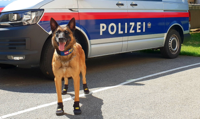 იმისათვის, რომ თათები არ დაეწვათ: ავსტრიაში ძლიერი სიცხის გამო, პოლიციაში მომსახურე ძაღლებს ფეხსაცმელი ჩააცვეს