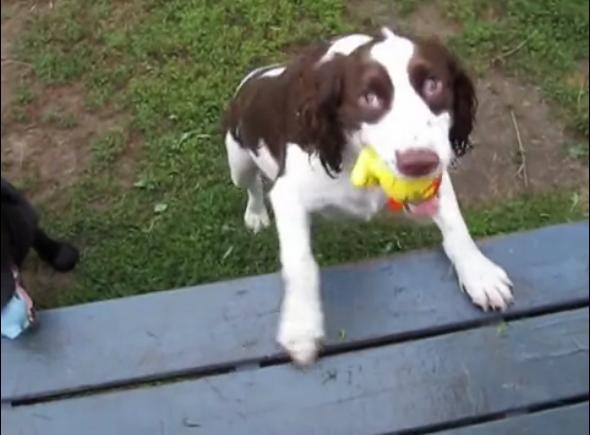 უსინათლო ძაღლი, რომელსაც უყვარს ბურთით თამაში (+ვიდეო)