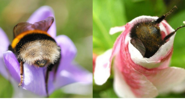 მუშაობისგან დაღლილ ფუტკრებს პირდაპირ ყვავილებში სძინავთ (ემოციური ფოტოები)