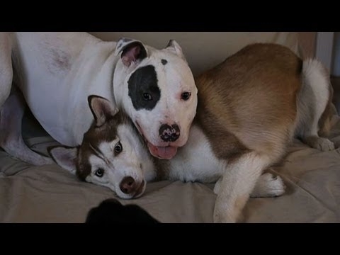 ლეკვობის პერიოდში  გაცნობილი ძაღლების ემოციური შეხვედრა დიდი ხნის შემდეგ(+ვიდეო)