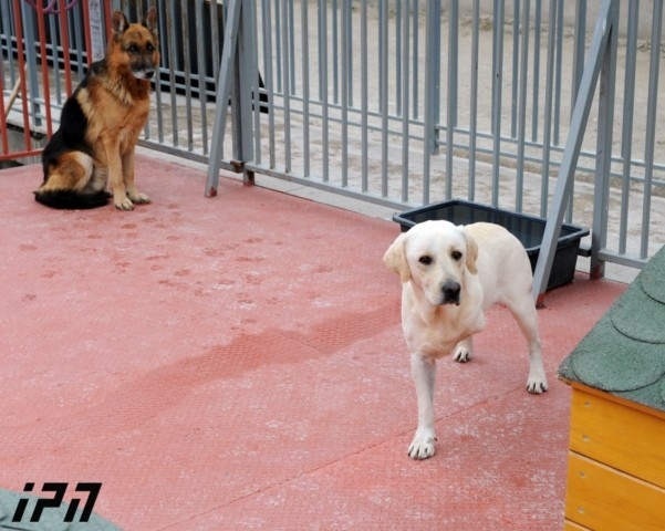 "სამოქალაქო ჩართულობის ცენტრი" - სვანიძის ქუჩაზე ძაღლების თავშესაფარში შესაბამისი სტანდარტები დაცულია (+ფოტო)