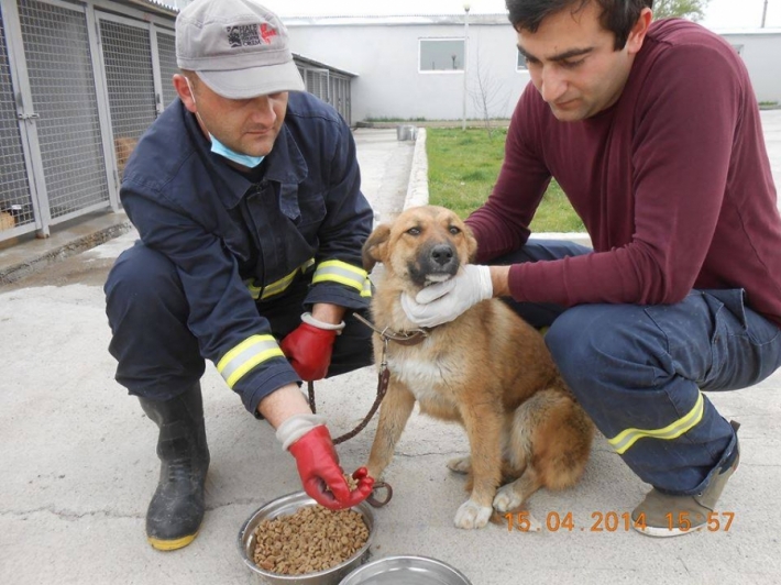 112-ის სამაშველო სამსახურმა ძაღლი მტკვარში დახრჩობას გადაარჩინა