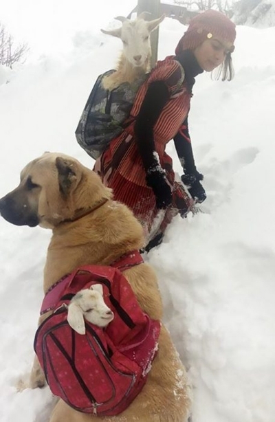11 წლის გოგონამ და ძაღლმა მთებში ჩარჩენილი თხა ახალშობილ თიკანთან ერთად გადაარჩინეს