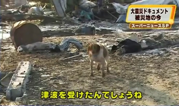 იაპონიაში, ცუნამის შემდეგ ძაღლმა დაჭრილი მეგობარი არ მიატოვა... (+ვიდეო)
