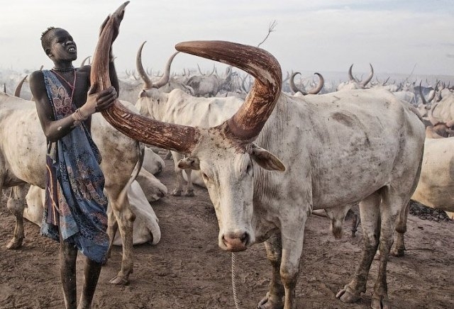 აფრიკული ტომი ძროხების გარემოცვაში ცხოვრობს, მათი რძით იკვებება, ძროხის ხორცს არასოდეს ჭამს და მათი შარდით ბანაობს