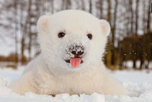 ამ ცხოველებმა პირველად იხილეს თოვლი და ისინი აღფრთოვანებულნი არიან (18 ფოტო)
