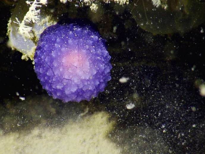 იისფერი ბურთი - ოკეანის ფსკერზე სიცოცხლის ახალი ფორმა აღმოაჩინეს (+ვიდეო)