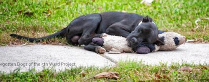 უსახლკარო ძაღლს ქუჩაში ძველ სათამაშოსთან ჩახუტებულს ეძინა - ამ ფოტომ მთელი ინტერნეტი მოიარა