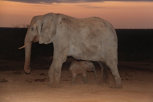 12 წლის შემდეგ სპილო თავის გადამრჩენელებთან "საჩუქრით" დაბრუნდა