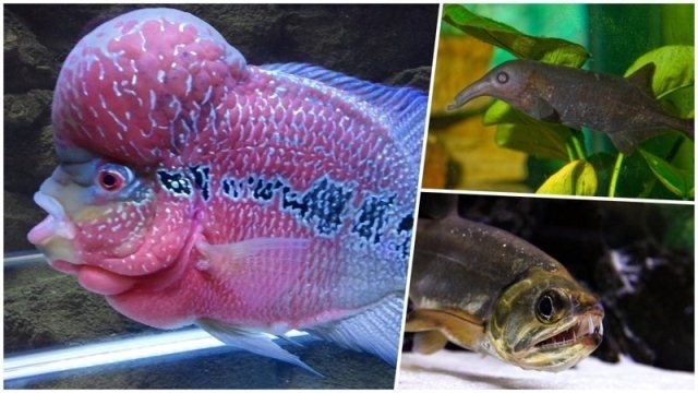 ყველაზე უჩვეულო შესახედაობის აკვარიუმის თევზები (18 ფოტო)
