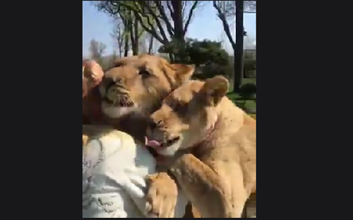 როგორ შეხვდნენ ლომები მომვლელს, რომელიც დიდი ხანია, არ უნახავთ? (+ვიდეო)