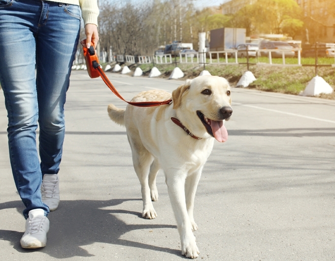 თბილისში ძაღლების გასასეირნებელი სპეციალური ადგილები მოეწყობა
