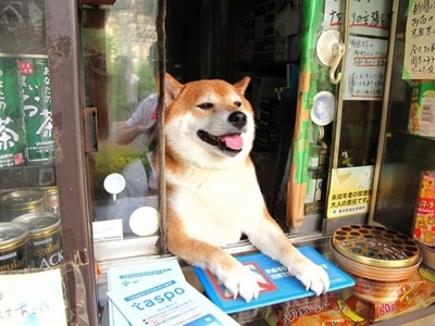 ძაღლი, რომელიც მაღაზიაში გამყიდველად მუშაობს (+ვიდეო)