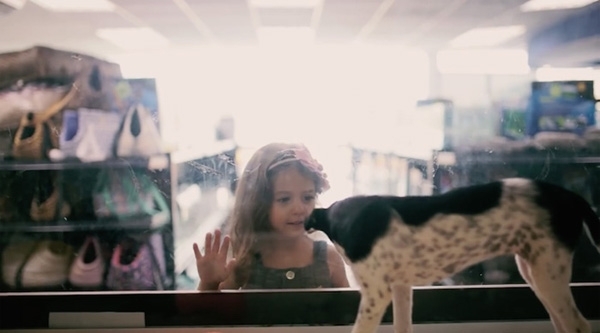 სოციალური ექსპერიმენტი: თავშესაფრის ცხოველები გასაყიდად ზოომაღაზიაში გაიყვანეს (+ვიდეო)