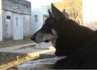 მოკვდა ძაღლი, რომელიც 11 წელი პატრონის საფლავს არ ტოვებდა