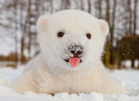 ამ ცხოველებმა პირველად იხილეს თოვლი და ისინი აღფრთოვანებულნი არიან (18 ფოტო)