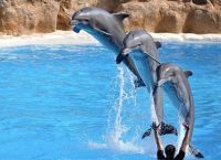 საოცარი ფაქტები დელფინების შესახებ და მათი წარმოუდგენელი შესაძლებლობები