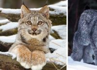 დიდებული კანადური ფოცხვერი: კატა ყველაზე ფაფუკი და რბილი თათებით