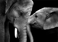 გიყვარდეთ ისე, როგორც სპილოებს უყვართ