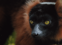 მადაგასკარზე ბინადარი საოცარი ცხოველების ფოტოები