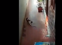 კობრას წიწილი სახლში შესვლას ცდილობს, მამაცი კატა ოჯახის წევრებს ქვეწარმავლისგან იცავს (ემოციური ვიდეო)