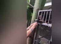 მაიმუნმა სელფის მოყვარულს ტელეფონი მოპარა (+ვიდეო)