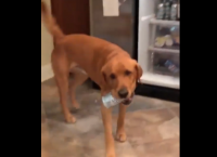 უჭკვიანესი ძაღლი, რომელიც პატრონის ყველა მითითებას ზუსტად ასრულებს (+ვიდეო)