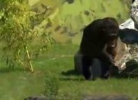 ამ შიმპანზეებმა მთელი ცხოვრება ტყვეობაში გაატარეს. მათ პირველად იგრძნეს თავისუფლების ბედნიერება!.. (+ვიდეო)