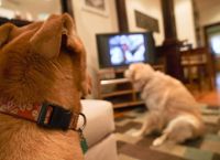 რას ხედავენ ძაღლები ტელევიზორის ყურებისას