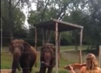 უეცრად ორივე სპილო ვიოლინოს ჰანგებზე აცეკვდა... (+ვიდეო)